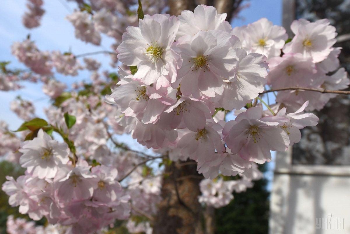 Cherry blossom in Ukraine's Zaporizhia - UNIAN Photoreport