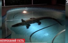 Непроханий гість: у Флориді родина виявила у своєму басейні триметрового алігатора (відео)