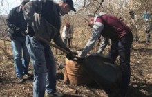 Працівники Тернопільської ОДА впорядкували козацьку могилу у Зборові (фото)