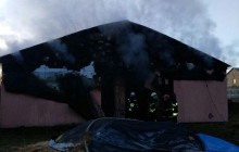 Під Києвом у вогні живцем згоріли коні (фото)