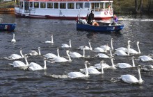 На популярное среди туристов озеро в Гамбурге вернулись лебеди (фоторепортаж)
