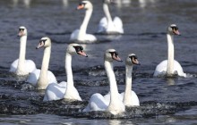 На Николаевщине местные жители стреляли в лебедей