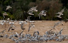 Істерія набирає обертів: росіянка підняла шум, переплутавши птаха з дроном