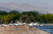 Как в Иордании отмечали День мигрирующих птиц (фоторепортаж)