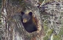 Тисячі користувачів мережі стежать за пробудженням ведмедя після зимової сплячки (відео)