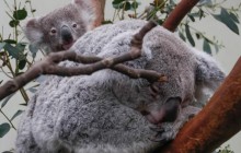 Бельгійський зоопарк похизувався своїми діточками (фоторепортаж)