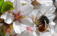 В Україні сьогодні без опадів, на заході температура до +26° (карта)