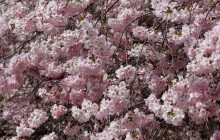 Погода на сегодня: в Украине без осадков, температура днем до +19° (карта)