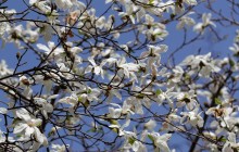 Суровая весна: как пережили заморозки украинские сады и поля