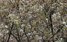 В Україні сьогодні без опадів, на сході температура до +24° (карта)