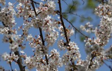 На вихідних в Україні очікується тепла та сонячна погода (карта)