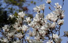 Сухая, без ливней и с «африканской жарой» в конце месяца: какая погода ждет украинцев в мае