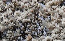 В Украине сегодня без осадков, местами потеплеет до +21° (карта)