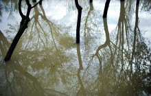 В Индии 12 человек погибли из-за проливных дождей