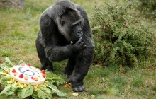 Одна из старейших горилл мира отпраздновала 61-й день рождения (фоторепортаж)