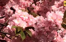 В Ужгороді на радість туристам зацвіли сакури: цікаві факти про знамениту алею (відео)