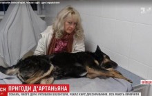 Пес-втікач: врятований Д'артаньян готується до дресирування і "мирової" з котами (відео)
