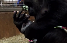 У зоопарку Вашингтона зняли унікальні кадри народження горили (відео)