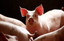 Торговая война набирает обороты: Китай взялся за свинину из ЕС