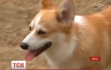 У Віндзорському замку приспали останнього коргі Єлизавети II