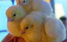 В Харьковской области сгорела птицеферма: погибли около 1000 цыплят