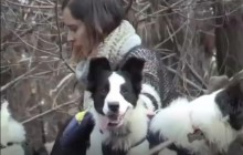 В Чили собаки спасают леса, разнося семена растений (видео)