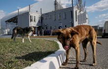 Заповедный Чернобыль: вместо человека – легенды о чупакабре, «черные» волки и лошади из Монголии