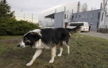 Newsweek: Собаки из Чернобыля переезжают жить в США
