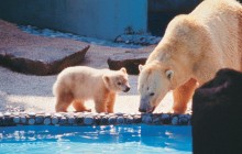 Найбільші ведмеді світу вирушили у "подорож": куди прямують тварини