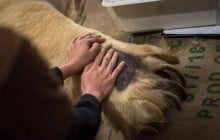 В Сингапуре скончался первый в мире "тропический" белый медведь (фото)