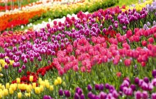 Kyiv's Spivoche Field hosts huge Tulip Festival (Photo)