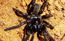 В Австралии нашли самого старого в мире паука, он умер в 43