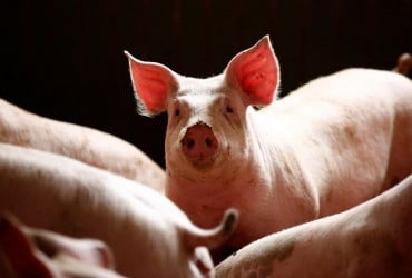 Хамон под угрозой: в Испании зафиксировали крупнейшую за 30 лет вспышку чумы свиней