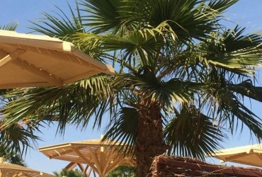 В стране фараонов