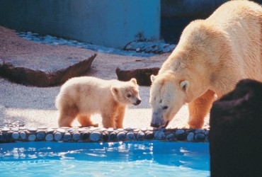 Самые большие медведи мира отправились в путешествие: куда направляются животные