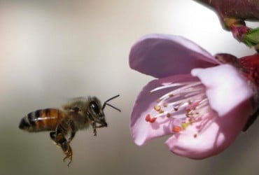 Роги, як у диявола: в Австралії виявили унікальну бджолу-Люцифера