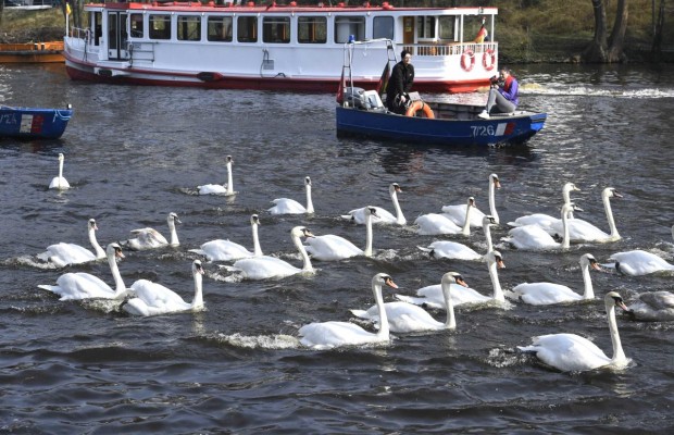 На популярное среди туристов озеро в Гамбурге вернулись лебеди (фоторепортаж)