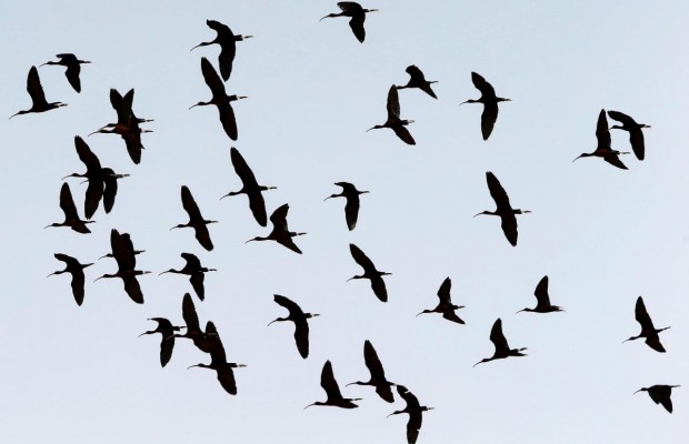 Во всем виновата птица: два рейса SkyUp задерживаются из-за инцидента в итальянском аэропорту