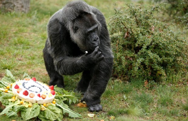 "Еще один день в офисе": работник зоопарка сделал селфи с гориллой в человеческой позе и стал героем сети (фото)