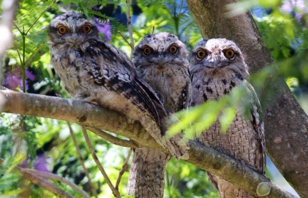 На совиное семейство обрушилась слава после переселения на подоконник Калифорнийского университета (фото)