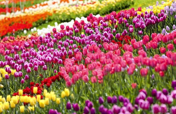 Миллион тюльпанов и аттракционы: под Киевом откроют уникальный дендропарк