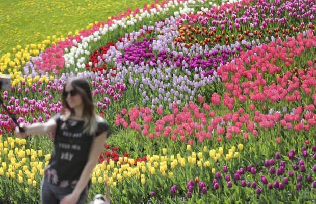 Стало известно, когда в этом году откроется юбилейная выставка тюльпанов на Певческом поле