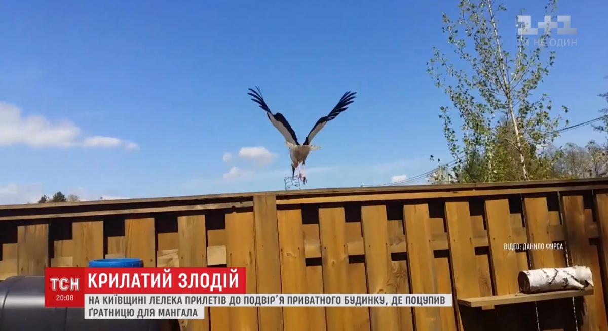 Аист забрал себе решетку, не спросив разрешения / Кадр из видео ТСН Аист забрал себе решетку, не спросив разрешения / Кадр из видео ТСН