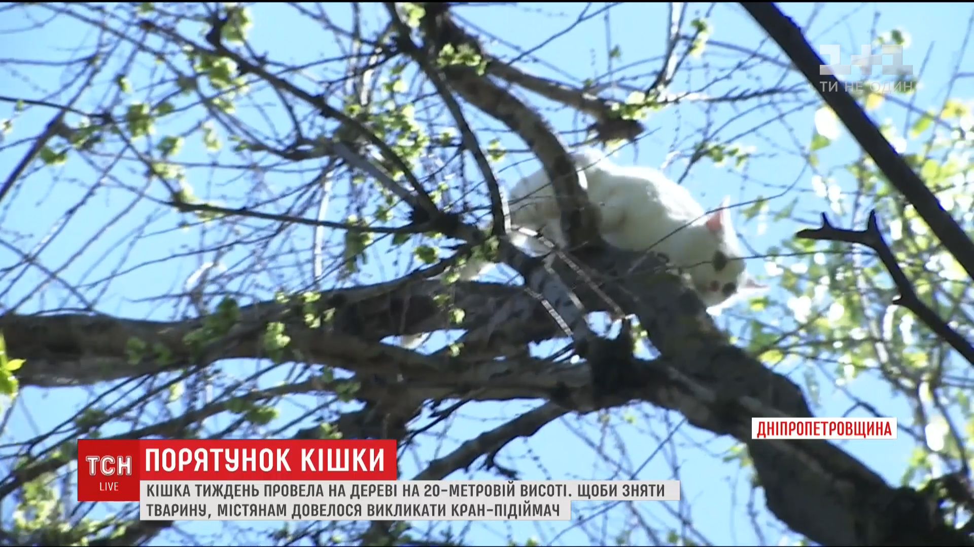 Бусинка відбулася переляком / Кадр із відео ТСН Бусинка відбулася переляком / Кадр із відео ТСН