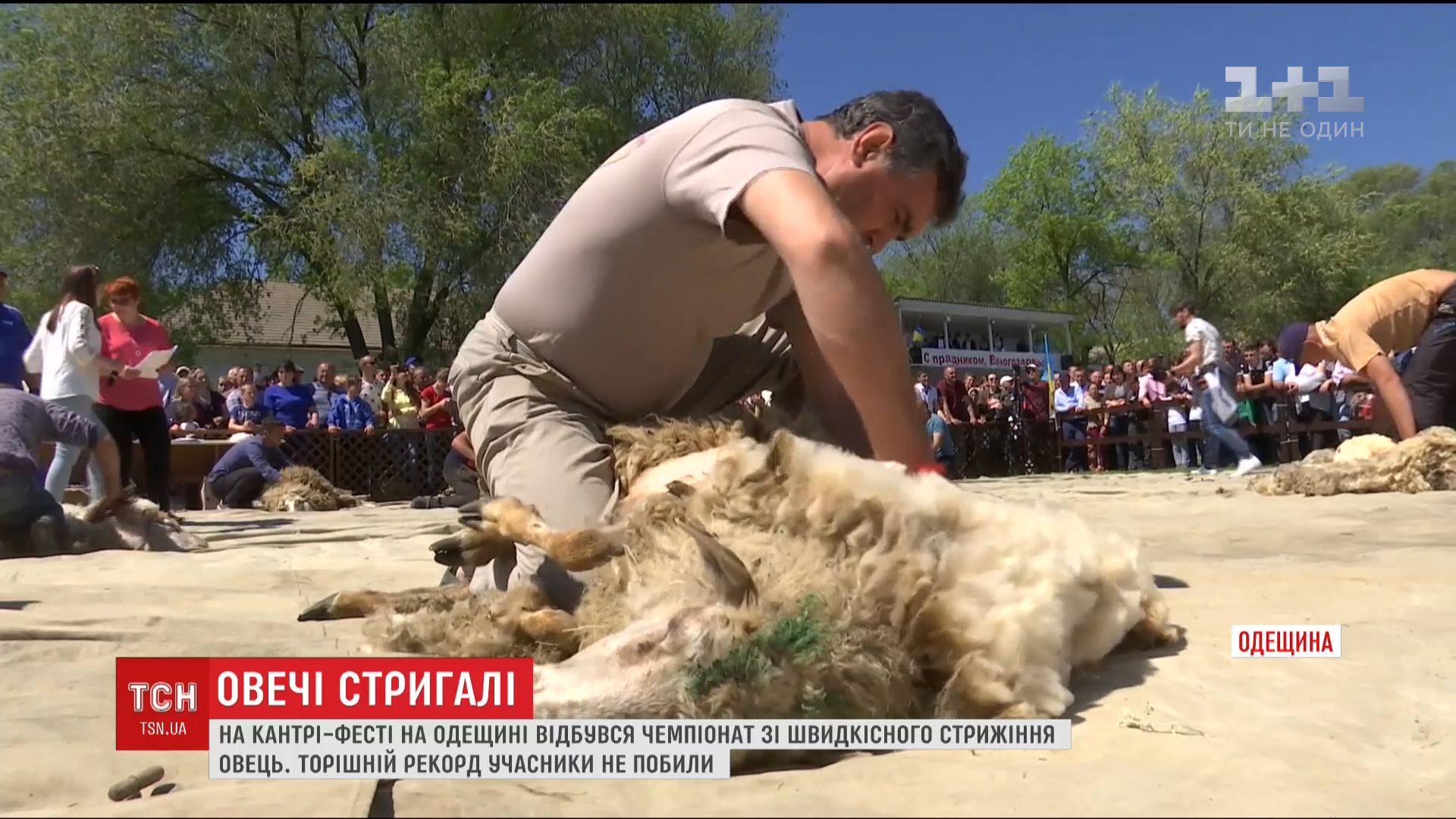 Судьи проверяют и качество срезанной шерсти / Кадр из видео ТСН Судьи проверяют и качество срезанной шерсти / Кадр из видео ТСН