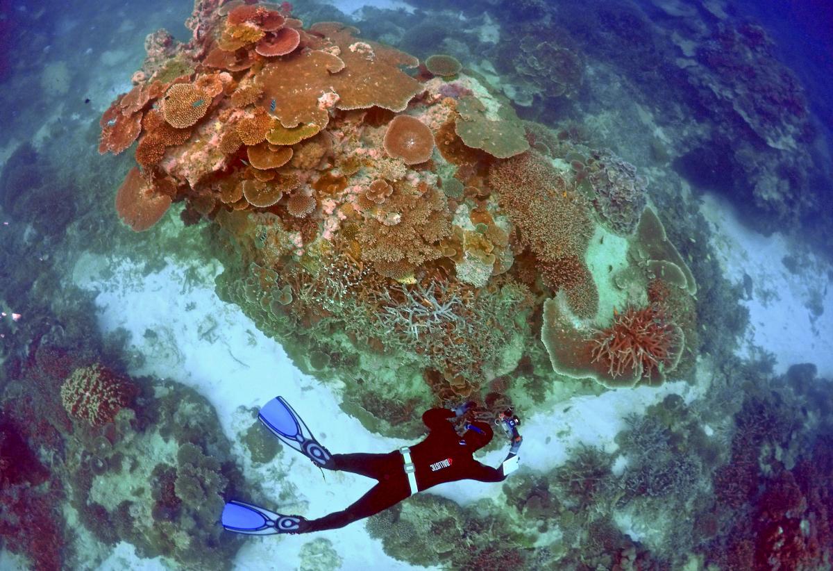 У водах Таїті вчені виявили незайманий Кораловий риф / фото REUTERS