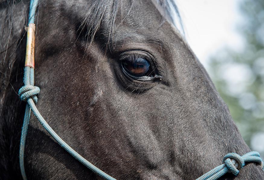 В штате Орегон ложадь выступила истцом в судебном разбирательстве / фото Animal Legal Defense Fund В штате Орегон ложадь выступила истцом в судебном разбирательстве / фото Animal Legal Defense Fund