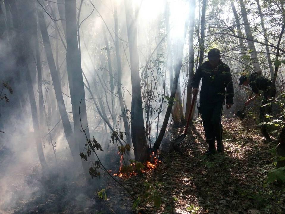 Спасатели потушили пожар на Трухановом острове / facebook.com/DSNSKyiv