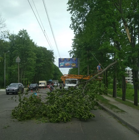 Сильний вітер зламав дерево, яке впало на проїжджу частину / фото twitter.com/h_kharkov