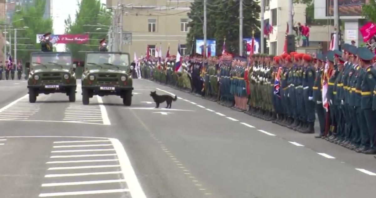 В сети обсуждают появление собаки на "параде" в Донецке / Скриншот В сети обсуждают появление собаки на "параде" в Донецке / Скриншот